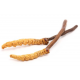 Cordyceps synensis 100 cps light