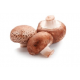 Agaricus Blazei 100 CPS