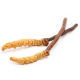 Cordyceps 100 CPS