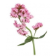 Valeriana 100 Capsule in Gel Vegetale